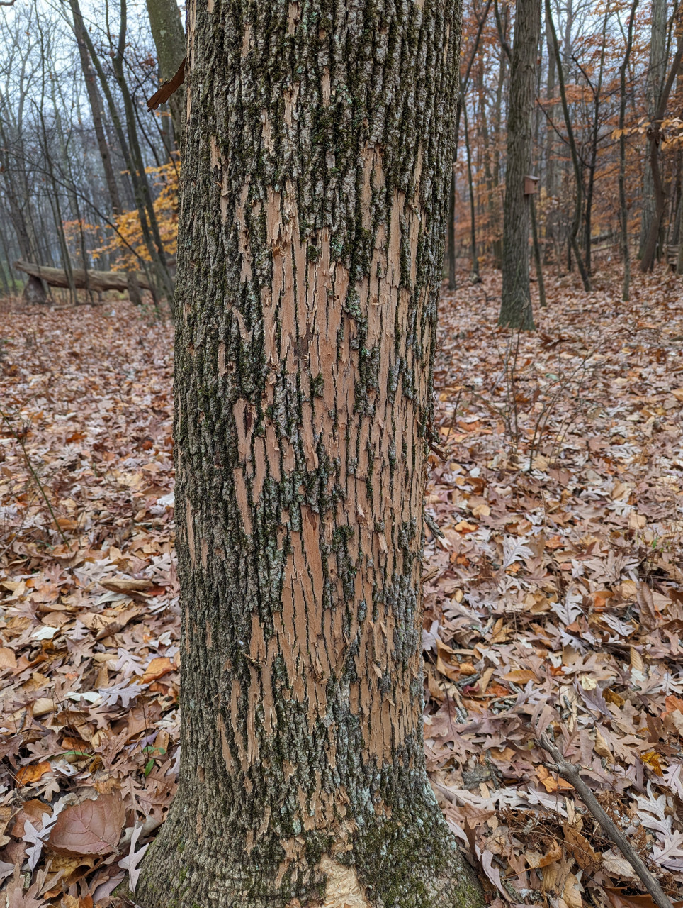 PXL_20221105_122324161-1